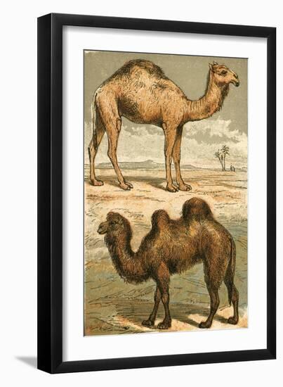 Arabian Camel and Bactrian Camel-English School-Framed Giclee Print