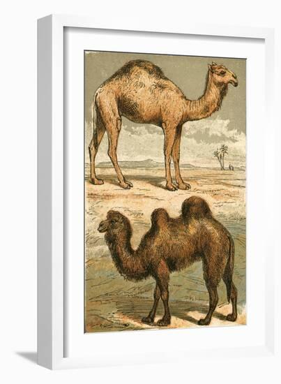 Arabian Camel and Bactrian Camel-English School-Framed Giclee Print