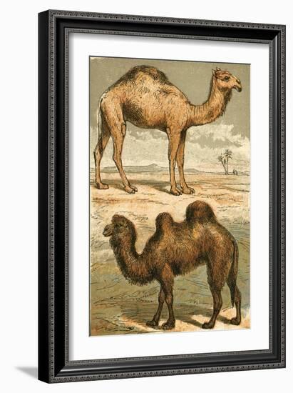 Arabian Camel and Bactrian Camel-English School-Framed Giclee Print