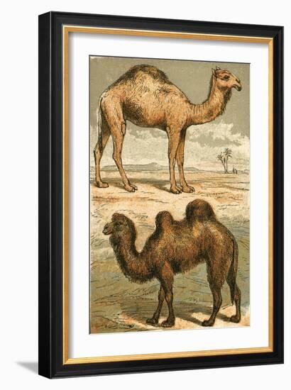 Arabian Camel and Bactrian Camel-English School-Framed Giclee Print