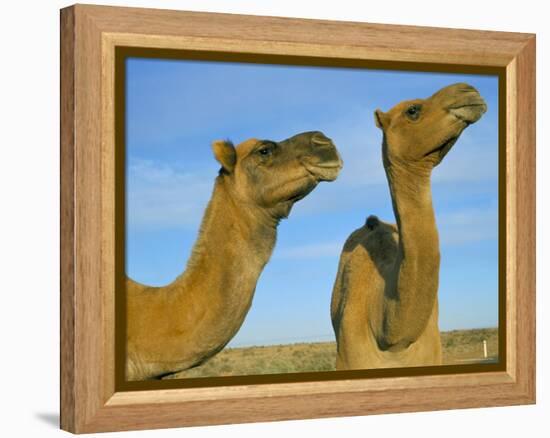 Arabian Camels (Camelus Dromedarius), Feral in Outback, New South Wales, Australia-Steve & Ann Toon-Framed Premier Image Canvas