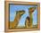 Arabian Camels (Camelus Dromedarius), Feral in Outback, New South Wales, Australia-Steve & Ann Toon-Framed Premier Image Canvas