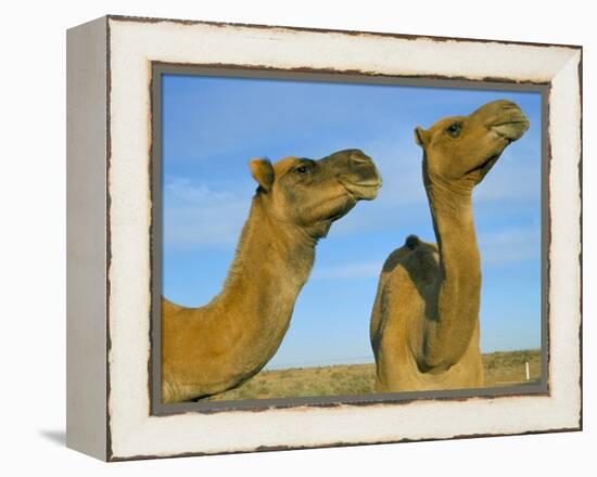 Arabian Camels (Camelus Dromedarius), Feral in Outback, New South Wales, Australia-Steve & Ann Toon-Framed Premier Image Canvas