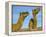 Arabian Camels (Camelus Dromedarius), Feral in Outback, New South Wales, Australia-Steve & Ann Toon-Framed Premier Image Canvas