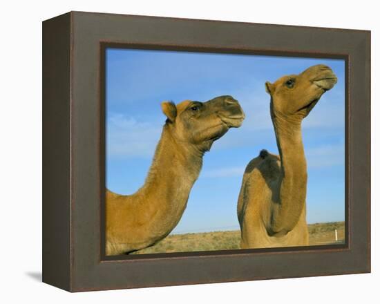 Arabian Camels (Camelus Dromedarius), Feral in Outback, New South Wales, Australia-Steve & Ann Toon-Framed Premier Image Canvas