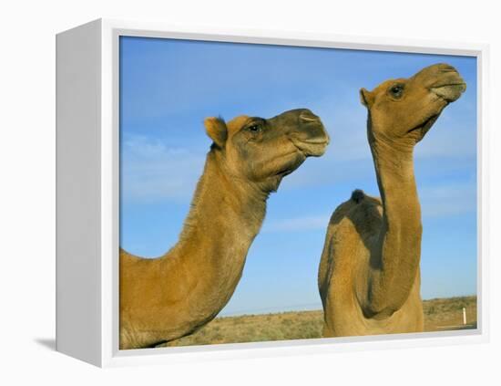 Arabian Camels (Camelus Dromedarius), Feral in Outback, New South Wales, Australia-Steve & Ann Toon-Framed Premier Image Canvas