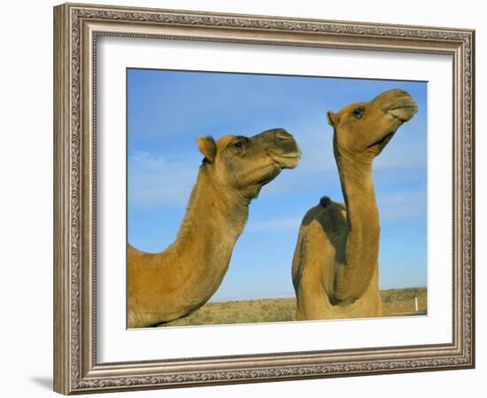 Arabian Camels (Camelus Dromedarius), Feral in Outback, New South Wales, Australia-Steve & Ann Toon-Framed Photographic Print