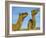 Arabian Camels (Camelus Dromedarius), Feral in Outback, New South Wales, Australia-Steve & Ann Toon-Framed Photographic Print