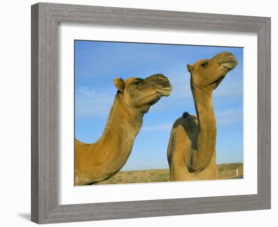 Arabian Camels (Camelus Dromedarius), Feral in Outback, New South Wales, Australia-Steve & Ann Toon-Framed Photographic Print