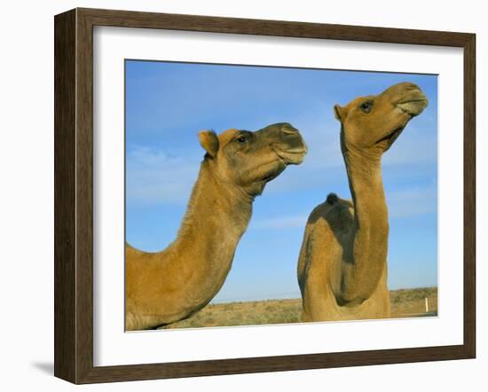 Arabian Camels (Camelus Dromedarius), Feral in Outback, New South Wales, Australia-Steve & Ann Toon-Framed Photographic Print