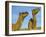 Arabian Camels (Camelus Dromedarius), Feral in Outback, New South Wales, Australia-Steve & Ann Toon-Framed Photographic Print