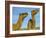 Arabian Camels (Camelus Dromedarius), Feral in Outback, New South Wales, Australia-Steve & Ann Toon-Framed Photographic Print