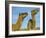 Arabian Camels (Camelus Dromedarius), Feral in Outback, New South Wales, Australia-Steve & Ann Toon-Framed Photographic Print