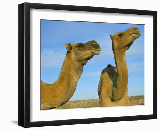 Arabian Camels (Camelus Dromedarius), Feral in Outback, New South Wales, Australia-Steve & Ann Toon-Framed Photographic Print