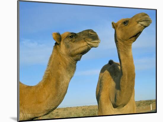 Arabian Camels (Camelus Dromedarius), Feral in Outback, New South Wales, Australia-Steve & Ann Toon-Mounted Photographic Print
