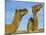 Arabian Camels (Camelus Dromedarius), Feral in Outback, New South Wales, Australia-Steve & Ann Toon-Mounted Photographic Print