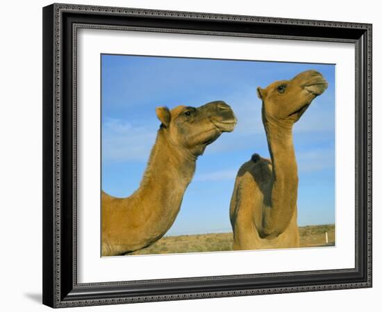 Arabian Camels (Camelus Dromedarius), Feral in Outback, New South Wales, Australia-Steve & Ann Toon-Framed Photographic Print