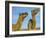 Arabian Camels (Camelus Dromedarius), Feral in Outback, New South Wales, Australia-Steve & Ann Toon-Framed Photographic Print