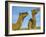 Arabian Camels (Camelus Dromedarius), Feral in Outback, New South Wales, Australia-Steve & Ann Toon-Framed Photographic Print