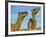 Arabian Camels (Camelus Dromedarius), Feral in Outback, New South Wales, Australia-Steve & Ann Toon-Framed Photographic Print