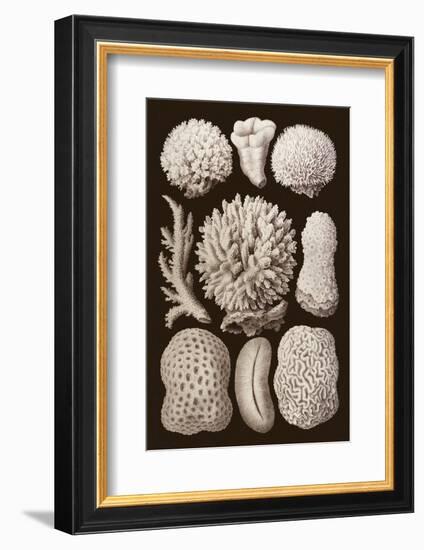 Arabian Corals, Historical Artwork, 1876-Mehau Kulyk-Framed Photographic Print