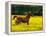 Arabian Foal and Mare Running Through Buttercup Flowers, Louisville, Kentucky, USA-Adam Jones-Framed Premier Image Canvas