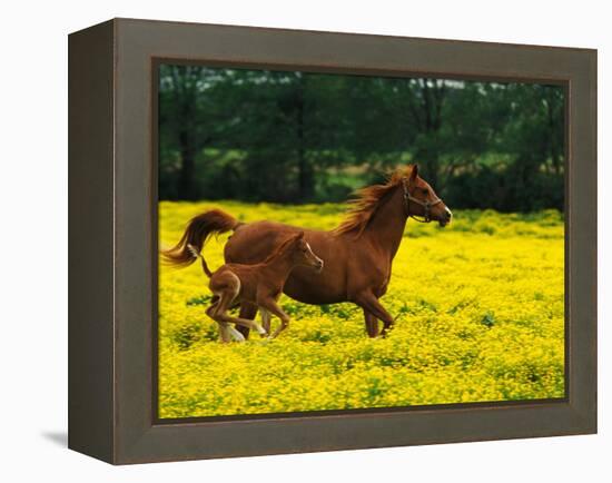 Arabian Foal and Mare Running Through Buttercup Flowers, Louisville, Kentucky, USA-Adam Jones-Framed Premier Image Canvas