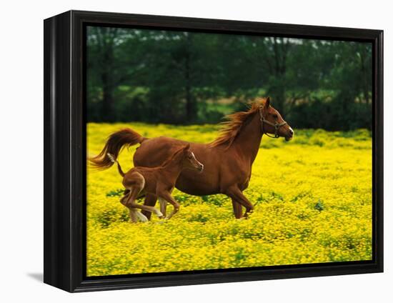 Arabian Foal and Mare Running Through Buttercup Flowers, Louisville, Kentucky, USA-Adam Jones-Framed Premier Image Canvas