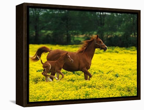 Arabian Foal and Mare Running Through Buttercup Flowers, Louisville, Kentucky, USA-Adam Jones-Framed Premier Image Canvas