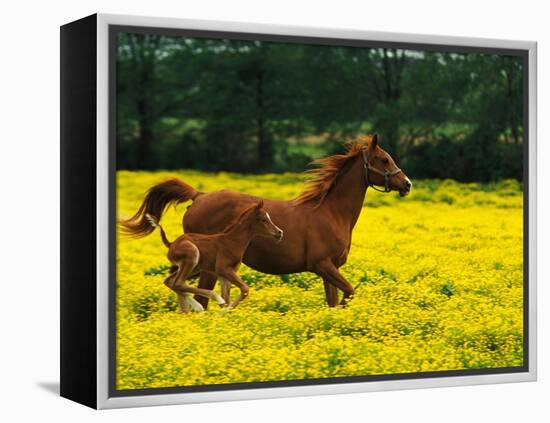Arabian Foal and Mare Running Through Buttercup Flowers, Louisville, Kentucky, USA-Adam Jones-Framed Premier Image Canvas