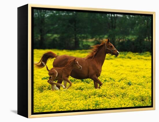 Arabian Foal and Mare Running Through Buttercup Flowers, Louisville, Kentucky, USA-Adam Jones-Framed Premier Image Canvas