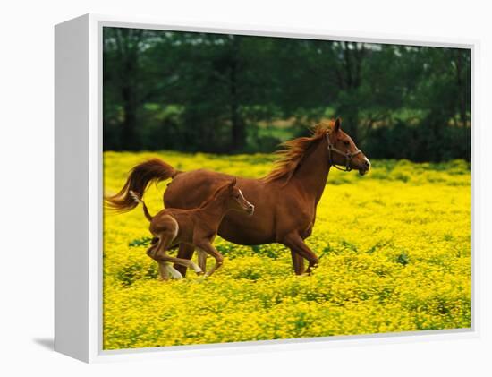 Arabian Foal and Mare Running Through Buttercup Flowers, Louisville, Kentucky, USA-Adam Jones-Framed Premier Image Canvas