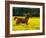 Arabian Foal and Mare Running Through Buttercup Flowers, Louisville, Kentucky, USA-Adam Jones-Framed Photographic Print