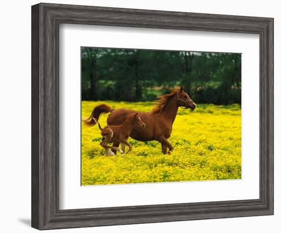 Arabian Foal and Mare Running Through Buttercup Flowers, Louisville, Kentucky, USA-Adam Jones-Framed Photographic Print