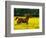 Arabian Foal and Mare Running Through Buttercup Flowers, Louisville, Kentucky, USA-Adam Jones-Framed Photographic Print