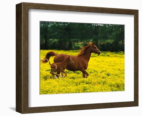 Arabian Foal and Mare Running Through Buttercup Flowers, Louisville, Kentucky, USA-Adam Jones-Framed Photographic Print