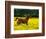 Arabian Foal and Mare Running Through Buttercup Flowers, Louisville, Kentucky, USA-Adam Jones-Framed Photographic Print