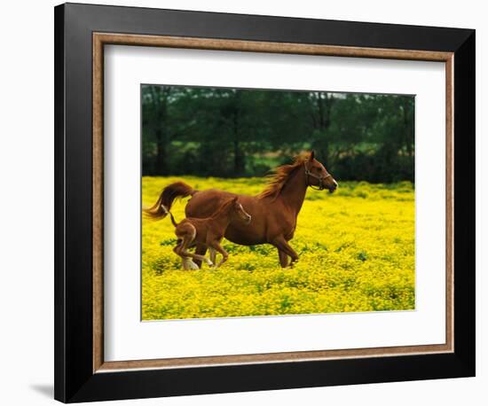 Arabian Foal and Mare Running Through Buttercup Flowers, Louisville, Kentucky, USA-Adam Jones-Framed Photographic Print