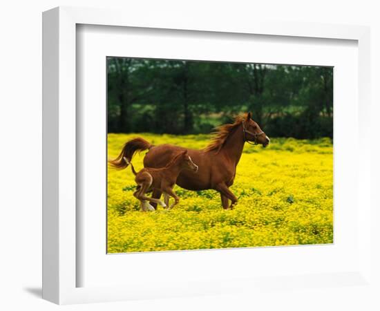 Arabian Foal and Mare Running Through Buttercup Flowers, Louisville, Kentucky, USA-Adam Jones-Framed Photographic Print