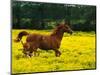 Arabian Foal and Mare Running Through Buttercup Flowers, Louisville, Kentucky, USA-Adam Jones-Mounted Photographic Print