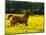 Arabian Foal and Mare Running Through Buttercup Flowers, Louisville, Kentucky, USA-Adam Jones-Mounted Photographic Print