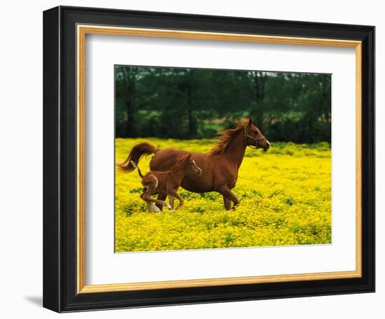 Arabian Foal and Mare Running Through Buttercup Flowers, Louisville, Kentucky, USA-Adam Jones-Framed Photographic Print