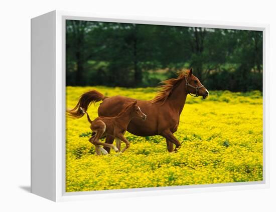 Arabian Foal and Mare Running Through Buttercup Flowers, Louisville, Kentucky, USA-Adam Jones-Framed Premier Image Canvas