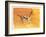 Arabian Gazelle, 2010-Mark Adlington-Framed Giclee Print