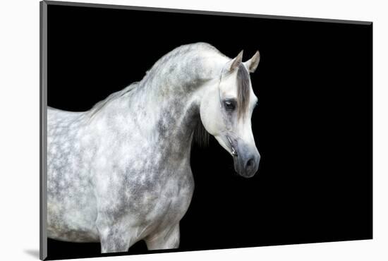 Arabian Horse Head Isolated on Black Background.-Alexia Khruscheva-Mounted Photographic Print