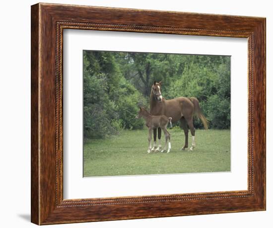 Arabian Mare and Colt, Oldham County, Kentucky, USA-Adam Jones-Framed Photographic Print