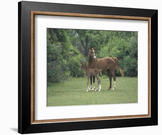 Arabian Mare and Colt, Oldham County, Kentucky, USA-Adam Jones-Framed Photographic Print