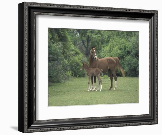 Arabian Mare and Colt, Oldham County, Kentucky, USA-Adam Jones-Framed Photographic Print