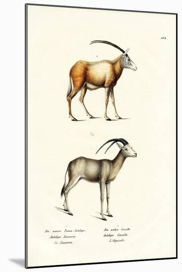 Arabian Oryx, 1824-Karl Joseph Brodtmann-Mounted Giclee Print