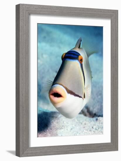 Arabian Picasso Triggerfish-Georgette Douwma-Framed Photographic Print